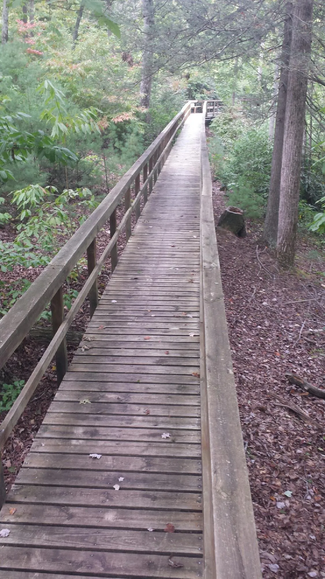 Long wood walkway with handrails built through the woods in South Dennis